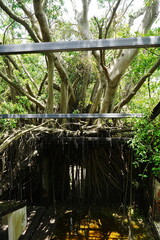 Banyan Tree at Anping Tree House in Tainan, Taiwan - 台湾 台南 安平樹屋