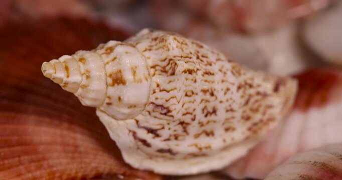 wet empty shells of marine mollusks stacked in one pile, washed shells of snails and other mollusks in drops of water