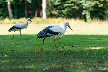 Cigogne