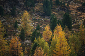 autumnal landscape inside Forni’s Glacier Valley, Santa Caterina Valfurva, Bormio, Sondrio