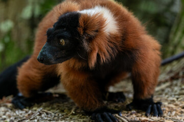 Obraz premium Animal exotique