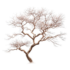 Obraz premium Artistic portrayal of a leafless tree in winter showcasing intricate branch patterns during a serene day