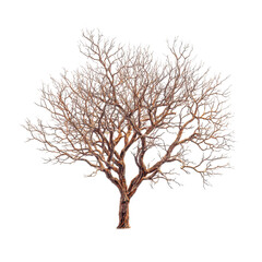 Naklejka premium Barren tree with intricate branches against a stark background in wintertime