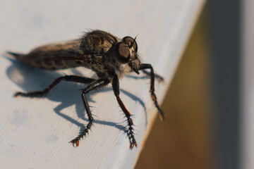 Hairy robber fly with large eyes captured on Crete. Machimus rusticus. Copyspace for your text 