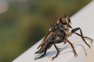Hairy robber fly with large eyes captured on Crete. Machimus rusticus. Copyspace for your text 