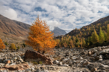 autumnal landscape inside Forni’s Glacier Valley, Santa Caterina Valfurva, Bormio, Sondrio