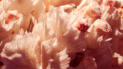 Impressive pink coral reef ocean nature. paradise underwater colorful water nature. white with orange speckled shells