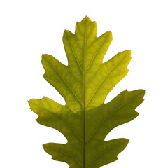 Fototapeta premium Detailed close up of a yellow green oak leaf isolated on transparent background