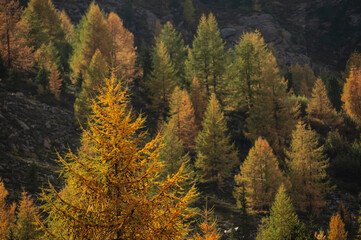 autumnal landscape inside Forni’s Glacier Valley, Santa Caterina Valfurva, Bormio, Sondrio