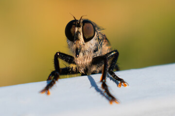 Hairy robber fly with large eyes captured on Crete. Machimus rusticus. Copyspace for your text 