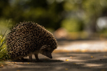 hedgehog in the grass