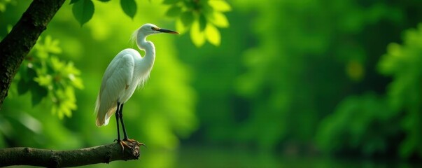 Obraz premium Elegant white egret perched on a branch, lush green foliage , ornithology, wildlife photography
