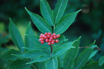 Elderberry, Red - Sambucus recemosa var. microbotrys