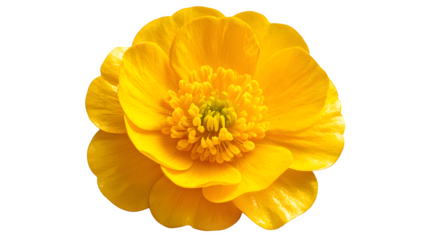 yellow buttercup flower with rose isolated on white background