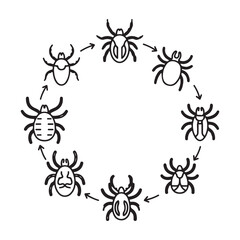 Vector illustration of tick life cycle with black arachnids and arrows in a circular motion