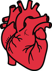 Human Heart Vector Illustration