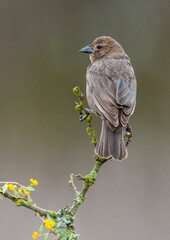 Bay winged Cowbird in Calden forest environment, La Pampa Province, Patagonia, Argentina.