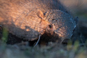 Armadillo in Pampas countryside environment, La Pampa Province, Argentina.