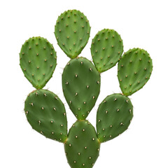 Green prickly pear cactus paddles arranged in a fan shape isolated on transparent background