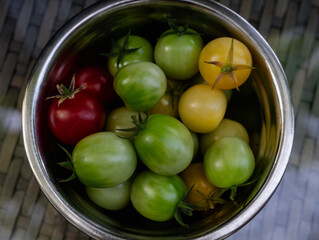 top view of a stainless steel bowl with green yellow and red cherry tomato freshly harvested
