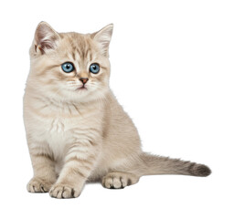 Obraz premium Cute fluffy beige kitten with blue eyes sitting. Cut out PNG