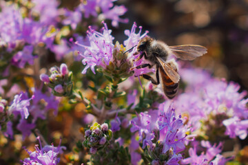 Honeybee collecting nectar from thyme, also known as creeping thyme. Stage of natural thyme honey production in Crete
