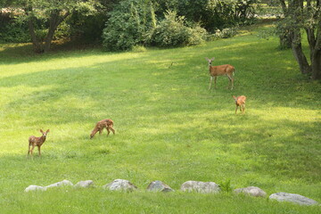 Doe Deer Baby Bambi Triplets