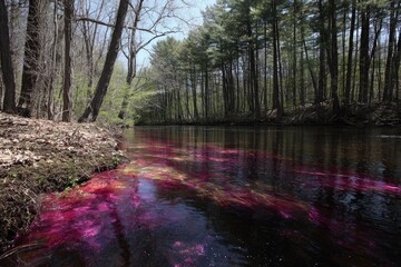 A vibrant pink river flowing through a wooded area