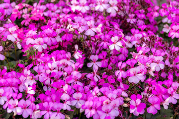Fototapeta premium Selective focus of Sweet scented geranium with green leave in the garden, Purple pink flowers (Rozen Pelargonium) Pelargonium graveolens is an uncommon Pelargonium species, Natural floral background.