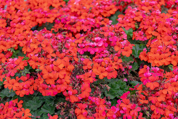 Selective focus of Sweet scented geranium with green leave in the garden, Red flowers (Rozen Pelargonium) Pelargonium graveolens is an uncommon Pelargonium species, Natural floral background.