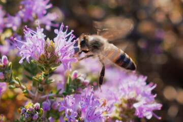 Honeybee collecting nectar from thyme, also known as creeping thyme. Stage of natural thyme honey production in Crete