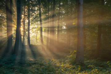 Obraz premium Photo of sunlight streams through the trees in a lush forest, creating a serene and enchanting atmosphere