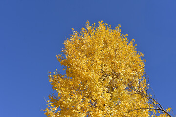 青空とイチョウの木