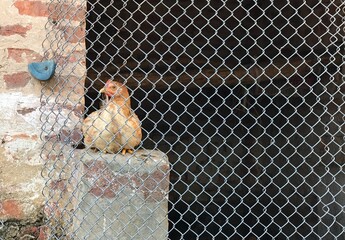 A brown chicken sits behind a wire fence on an old brick wall, rural life, simple and authentic countryside atmosphere.