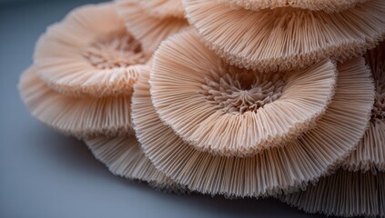 Close-up of stacked, light peach-colored, textured, layered,  coral-like forms