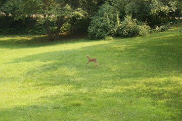 Doe Deer Baby Bambi Triplets