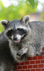 A funny raccoon