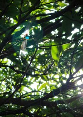 A dragonfly perched on a branch in sunlight, surrounded by green leaves and bokeh, peaceful summer nature scene.