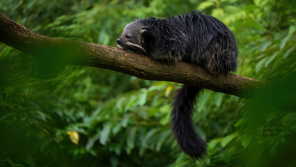 Obraz premium Binturong Resting on Tree Branch A Captivating Portrait of Asian Wildlife in its Natural Environment with Lush Greenery and Detailed Fur Texture