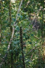 Lousewort, Giant - Pedicularis procera