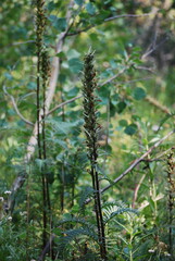 Lousewort, Giant - Pedicularis procera