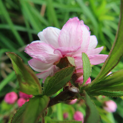 日本でニワザクラがピンク色の花を咲かせています