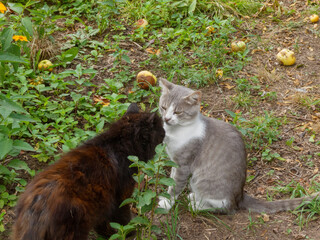 Two cats, one gray and white, the other fluffy and black, interacting in a garden with fallen...