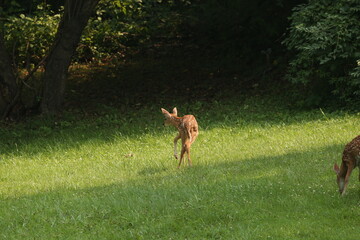 Doe Deer Baby Bambi Triplets