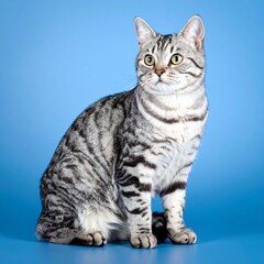 Obraz premium Diverse Group of Cats Posing Against Blue Background in Two Rows.