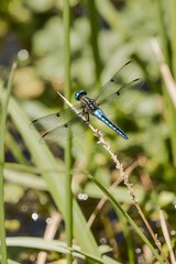 dragonfly on a branch