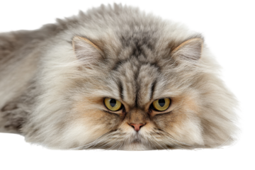 Fluffy cat rests calmly with striking yellow eyes in bright light showcasing detailed fur texture