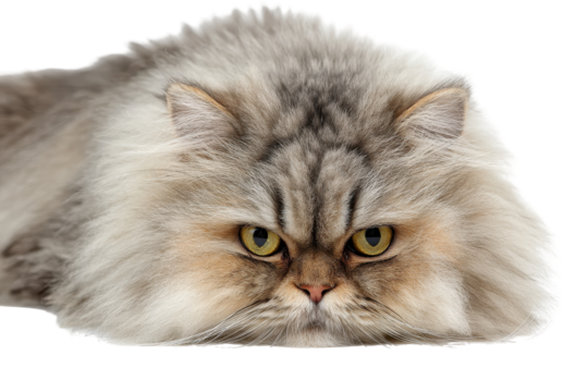 Fluffy cat rests calmly with striking yellow eyes in bright light showcasing detailed fur texture