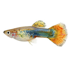 Colorful guppy swimming gracefully in a clear freshwater habitat with vibrant aquatic plants