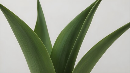 Fototapeta premium An abstract close-up of sharp, vibrant green leaves providing a minimalist natural background